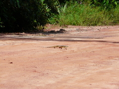 Tupinambis teguixin