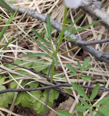 Cardamine trifida