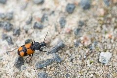 Panagaeus cruxmajor
