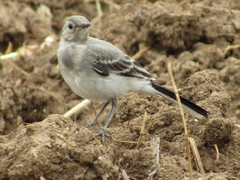 Motacilla alba