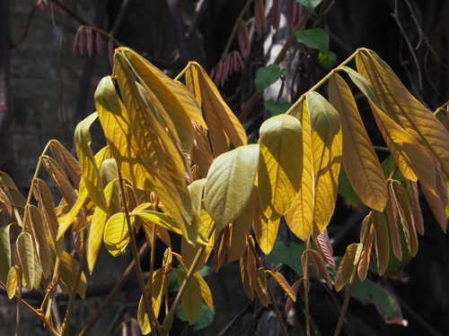Image of Derris elliptica by no rights reserved