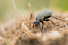 Carabus clatratus