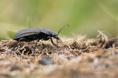Carabus clatratus