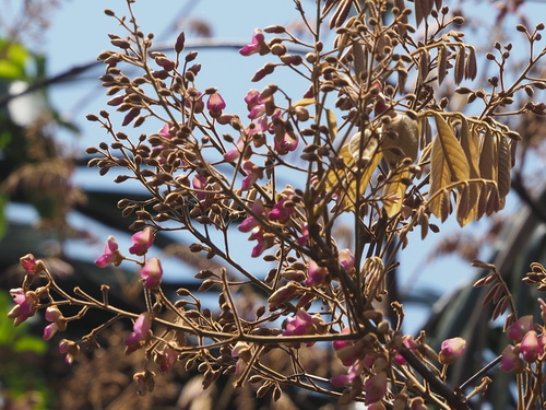 Image of Derris elliptica by no rights reserved