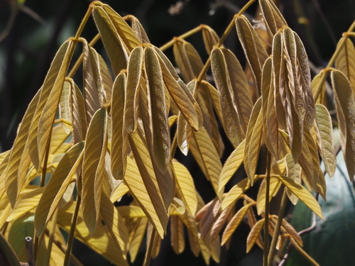 Image of Derris elliptica by no rights reserved