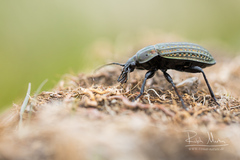 Carabus clatratus