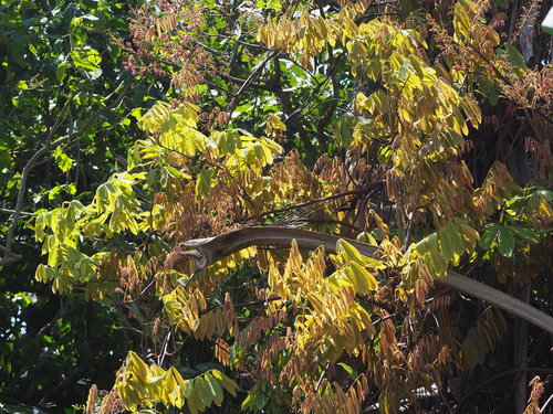 Image of Derris elliptica by no rights reserved
