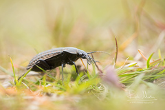 Carabus clatratus