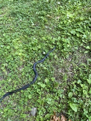 Lampropeltis nigra