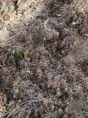 Grusonia