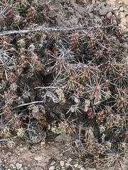 Grusonia