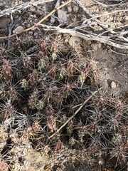 Grusonia