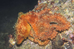 Callistoctopus luteus