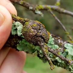 Andricus chrysolepidicola