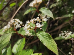 Viburnum setigerum