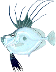 Mirror Dory photo 3