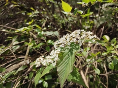 Viburnum setigerum