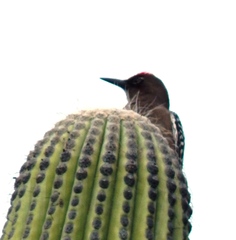 Melanerpes hypopolius