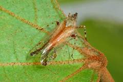 Orthopagus splendens