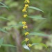 Bluestem Goldenrod - Photo (c) Dan Mullen, some rights reserved (CC BY-NC-ND)