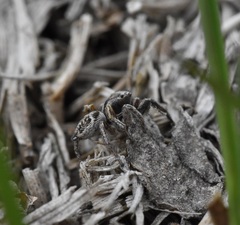 Habronattus cuspidatus
