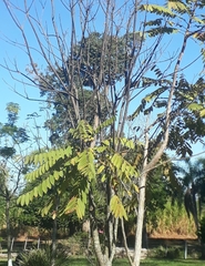 Cedrela fissilis