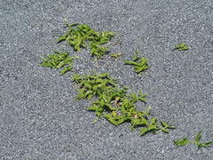 Thuarea involuta