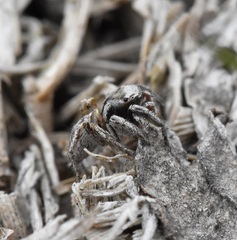 Habronattus cuspidatus