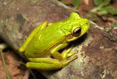 Boana prasina