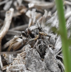 Habronattus cuspidatus