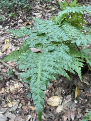 Alsophila fenicis