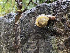 Cepaea nemoralis
