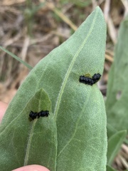 Deloyala guttata
