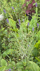 Lavandula angustifolia