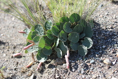 Gueldenstaedtia monophylla
