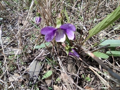 Viola philippica