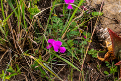 Tephrosia grandiflora