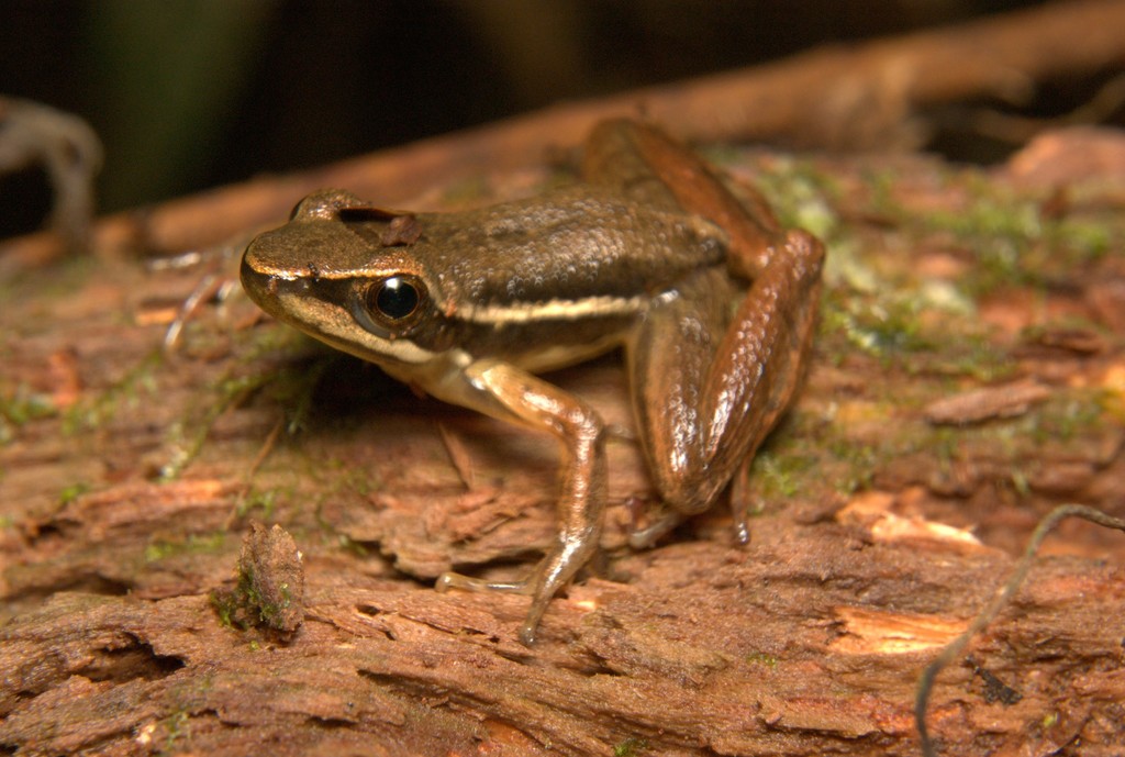 Campinas Tree Toad