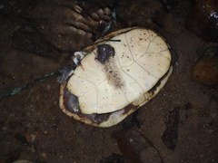 Hydromedusa maximiliani