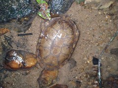 Hydromedusa maximiliani