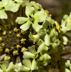 Glandularia sulphurea