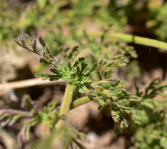 Glandularia sulphurea