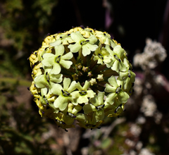 Glandularia sulphurea