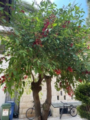 Erythrina crista-galli