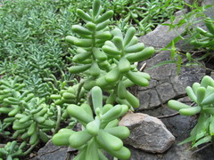 Sedum allantoides
