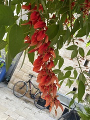 Erythrina crista-galli