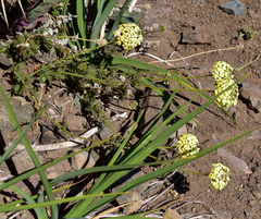 Glandularia sulphurea