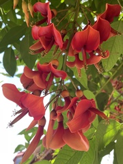 Erythrina crista-galli