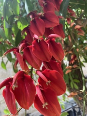 Erythrina crista-galli
