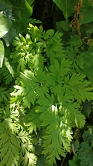 Dicentra formosa